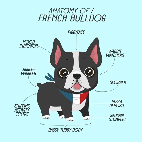 Dog43_Anatomy Frech Bulldog Cdr — Διανυσματικό Αρχείο