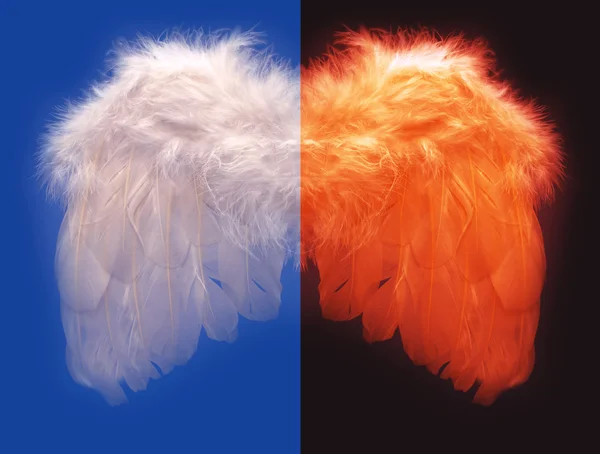 Крыло ангельского пера — стоковое фото