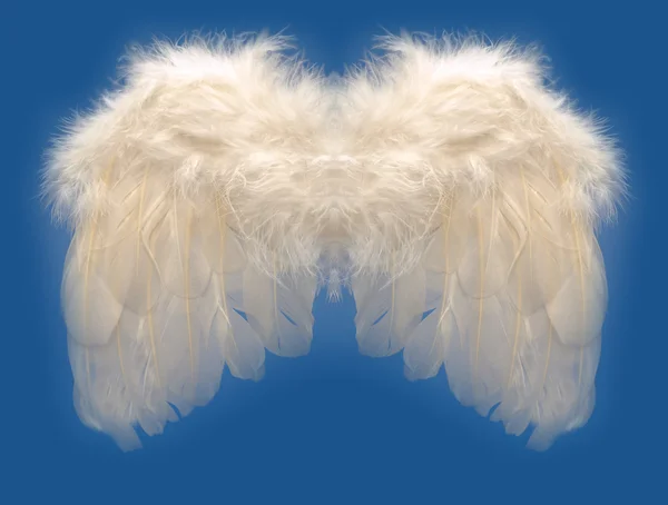 Aile de plumes d'anges — Photo