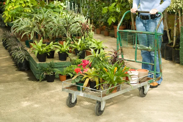 Kwekerij planten te koop — Stockfoto