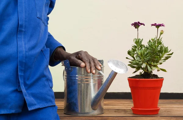 Roestvrij staal gieter staande naast rode potplant — Stockfoto