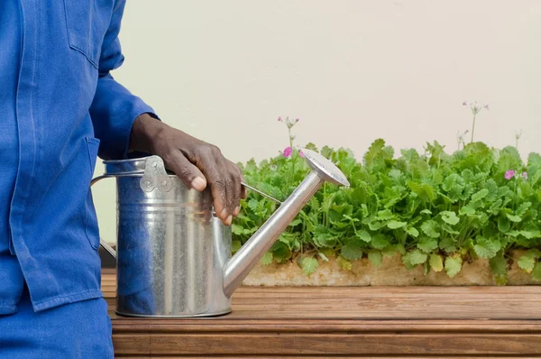 Lata de riego de acero inoxidable utilizada para jardinería —  Fotos de Stock