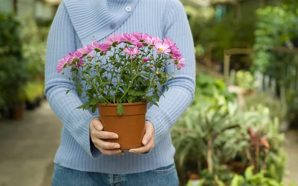 Bedrijf plant in handen — Stockfoto