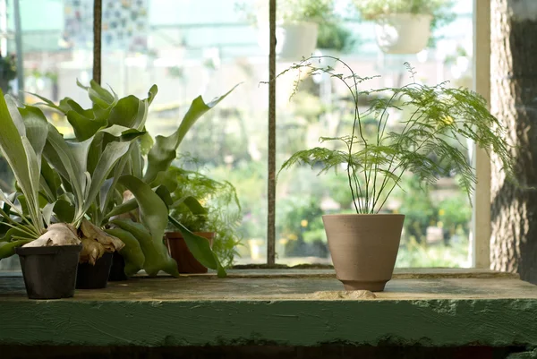 Plantas em vaso na mesa em estufa — Fotografia de Stock