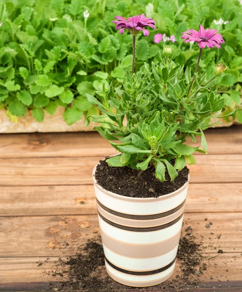 Ceramic Flower Pot — Stock Photo, Image