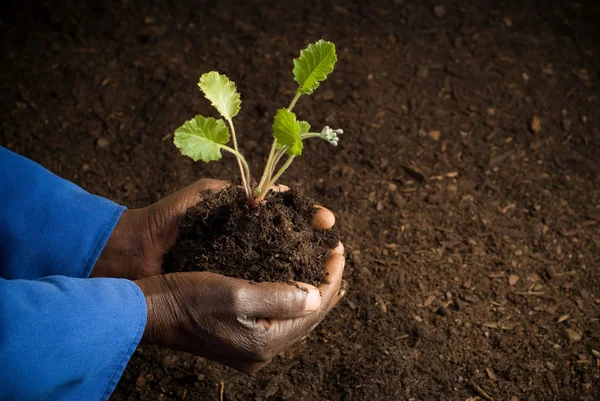 Agricoltore afroamericano con nuova pianta — Foto Stock