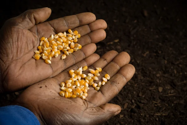 Αφρικανική αμερικανική χέρια που κρατούν τους σπόρους — Φωτογραφία Αρχείου