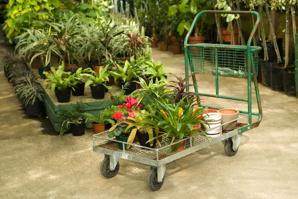 Kwekerij planten te koop — Stockfoto