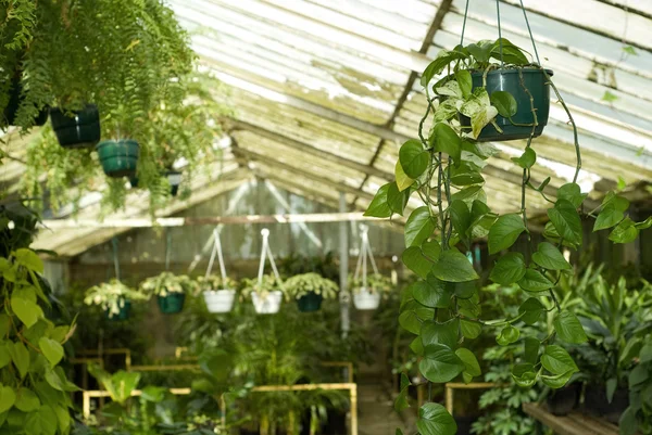 Variedad de plantas de vivero —  Fotos de Stock