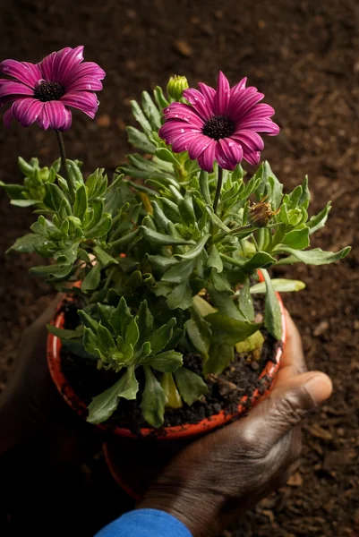 Africano mãos americanas segurando flores em vaso roxo — Fotografia de Stock