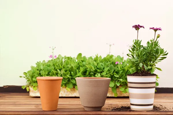 Drie klei bloempotten in een rij — Stockfoto