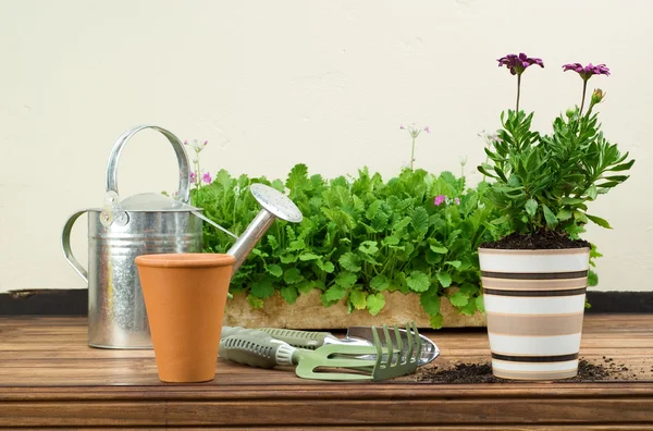 Klei en keramische bloempotten — Stockfoto