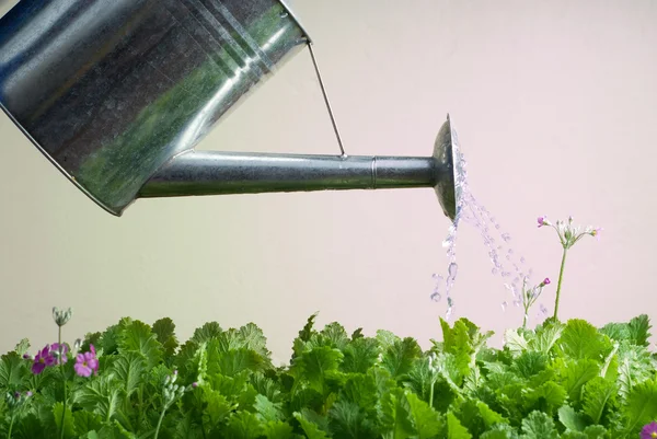 Vattenkanna i rostfritt stål används för trädgårdsarbete — Stockfoto