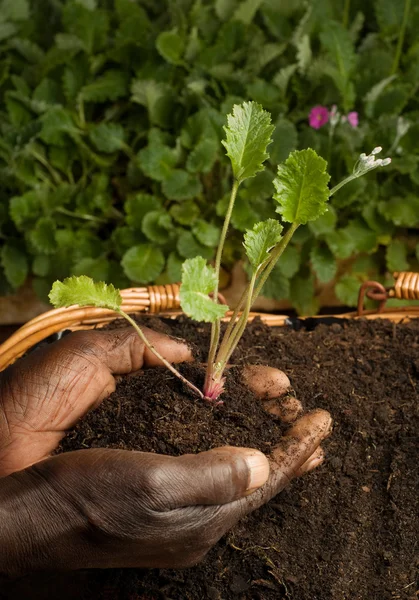 アフリカ系アメリカ人の庭師は新しい植物を植えること — ストック写真