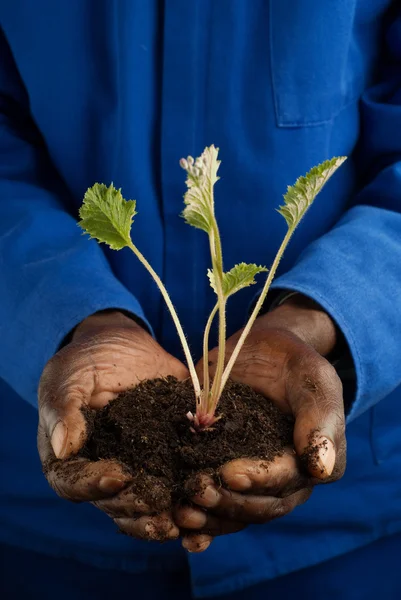 Agricoltore afroamericano con nuova pianta — Foto Stock