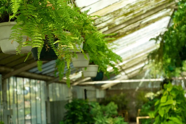 温室の植物保育園でのビュー — ストック写真