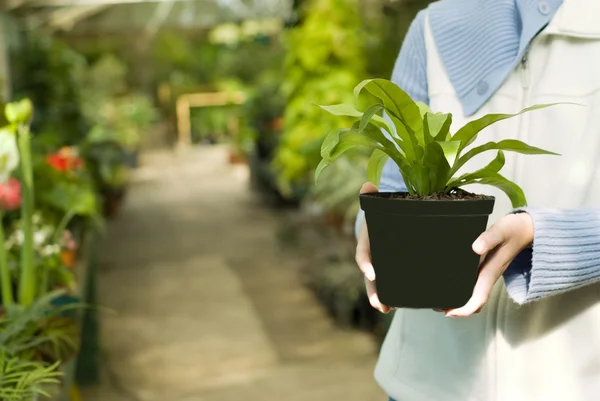 Bedrijf geselecteerd plant in handen — Stockfoto