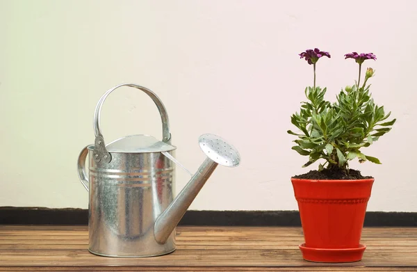 Lata de riego de acero inoxidable junto a la maceta roja — Foto de Stock