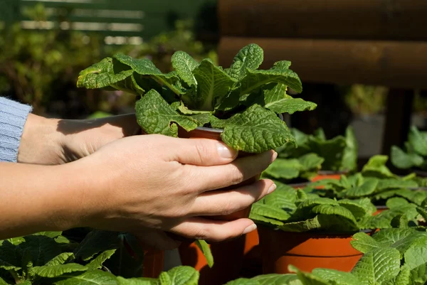 Yeşil bitkiler potted — Stok fotoğraf