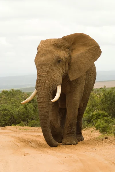 Elefante toro africano grande — Foto de Stock