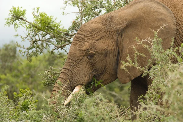 Elephant eating — Stock Photo, Image