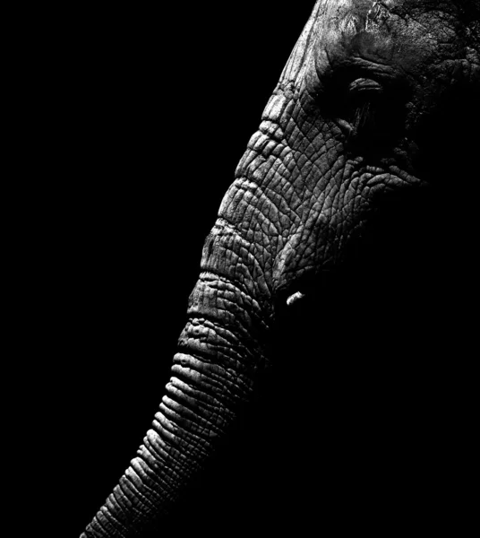 Afrikanischer Elefant mit Rüssel Stockbild