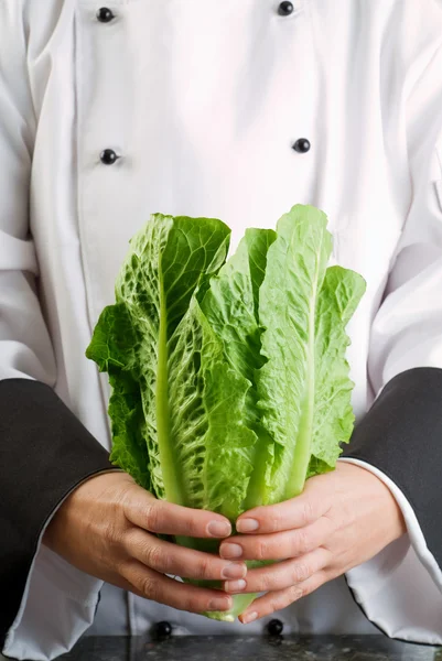 Chef Holding Fresh Cos Lettuce — Stock Photo, Image