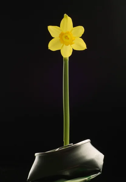 Gelbe Blume wächst in zerdrückter Dose — Stockfoto