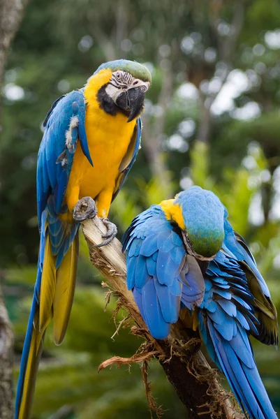 Blaue und gelbe Aras — Stockfoto