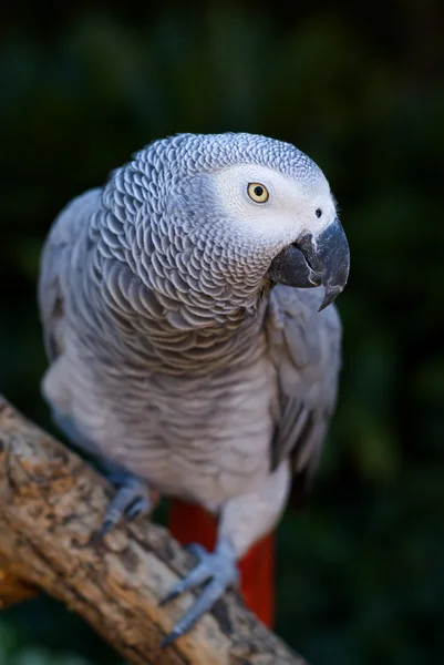 Pappagallo grigio africano — Foto Stock