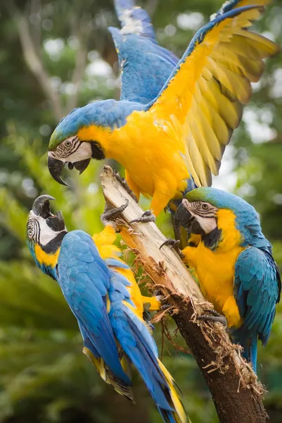 蓝色和黄色的金刚鹦鹉 — 图库照片