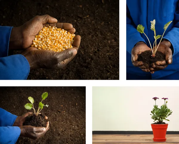 Manos afroamericanas que sostienen semillas y jardinería de plantas —  Fotos de Stock