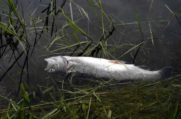 Esqueleto Sufocado Mortos Dos Peixes Imagem de Stock - Imagem de