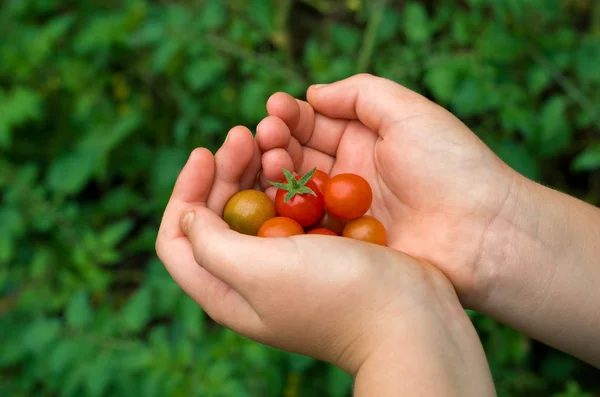 有機の緑赤いトマトを持つ少年手 — ストック写真