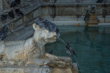 Fonte Gaia, Siena 'da güvercin içme suyu