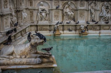 Güvercin, Siena, İtalya Fonte Gaia içme