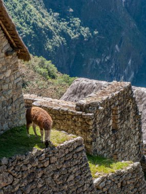 Llama, Peru 'daki Machu Picchu kalesinde.