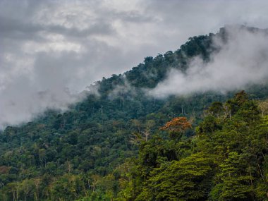 Manu Ulusal Parkı 'nda yağmur ormanı, Peru