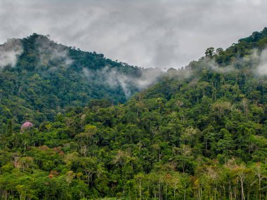 Manu Ulusal Parkı 'nda yağmur ormanı, Peru