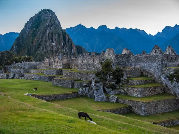 Llamas Pasturing Machu Picchu Dawn Peru — Stock Photo, Image