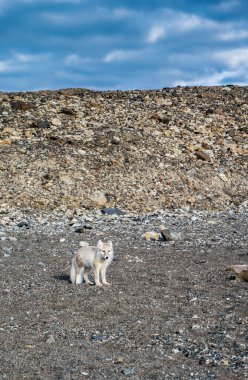 Kutup Tilkisi, Svalbard 'da bir kamp alanının yakınında.