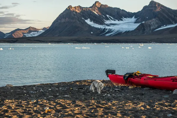 Arctische Vos Bij Een Kajak Spitsbergen — Stockfoto
