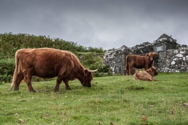 İskoçya 'da kahverengi sığırlar