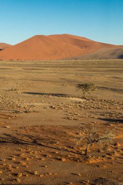 Gün doğumunda kum tepeciği 45 'ten görünen ağaç, Namibya