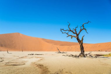 Deadvlei 'deki yalnız ve ölü ağaç ile Dune 7, Namibya