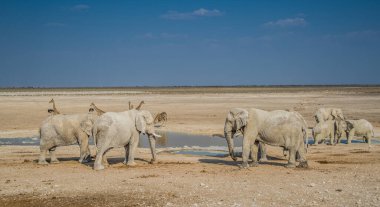 Etosha Ulusal Parkı, Namibya 'daki fil grubu