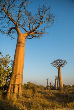 Akşam karanlığında Madagaskar 'da bir grup genç baobab.