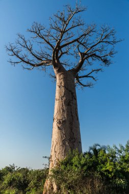 Güneşli bir günde büyük baobab, Madagaskar