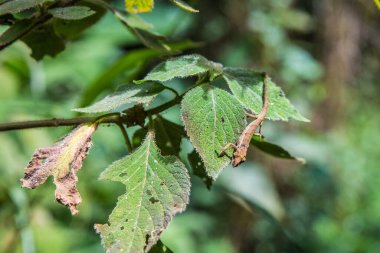 Madagaskar, ormanın yapraklarında hareket eden küçük bukalemun.