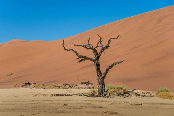 Magányos Halott Deadvlei Ben Namíbiában — Stock Fotó